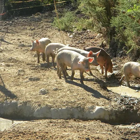 I Gelsi E I Castagni