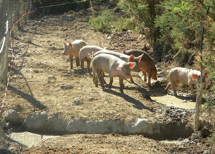 I Gelsi E I Castagni